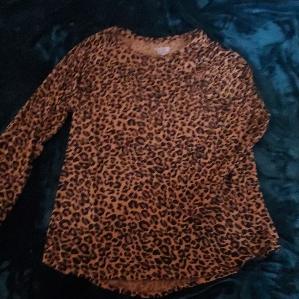 Cheetah glory